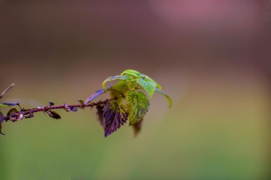 a branch with green leaves in the forest
