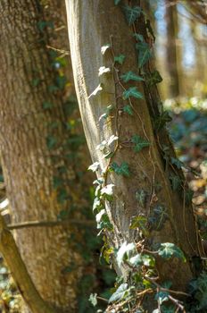 a branch with green ivy leaves in the forest