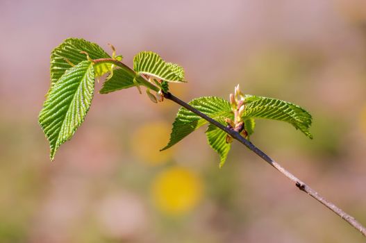 a branch with green beech leaves in the forest