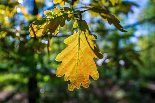 a branch with green oak leaves in the forest