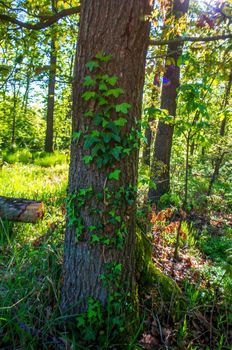 a branch with green ivy leaves in the forest