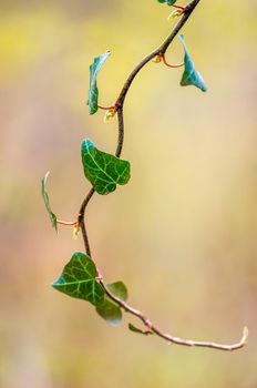 a branch with green ivy leaves in the forest