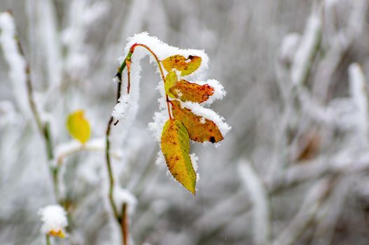 a branch with frozen brown autumn leaves in the forest