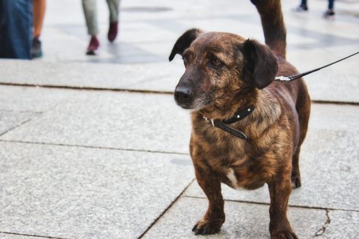 Small dog on a leash on a busy sidewalk in the city