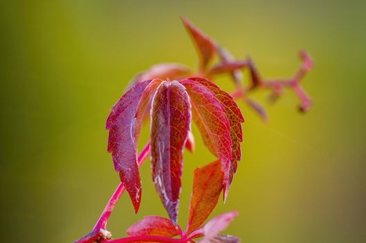 a branch with red autumn leaves in the forest
