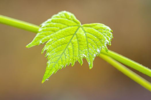 a branch with green wine leaves in the forest