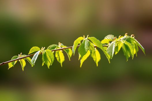 a branch with green beech leaves in the forest
