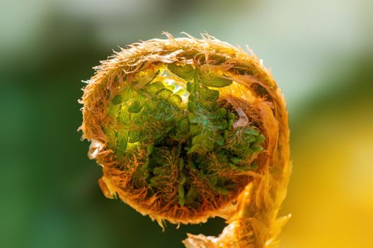 a branch with green fern leaves in the forest
