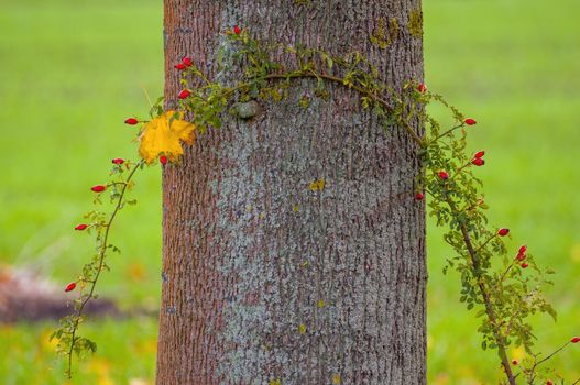 a branch with green leaves in the forest