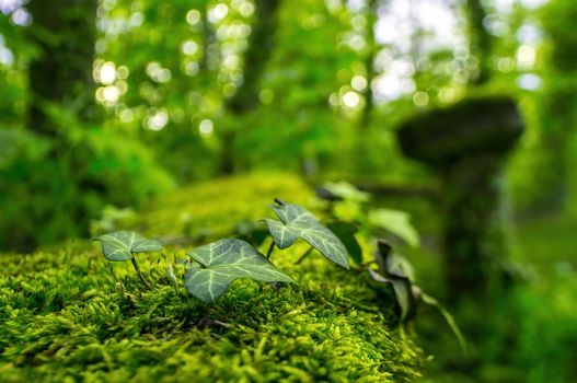 a branch with green ivy leaves in the forest