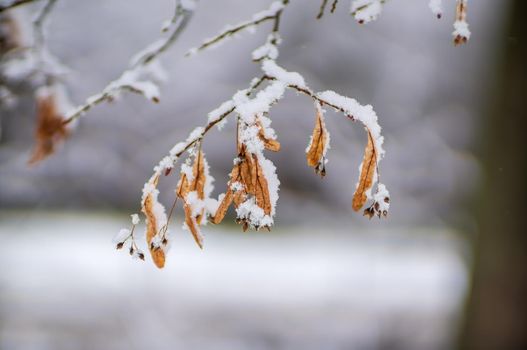 a branch with frozen brown autumn leaves in the forest