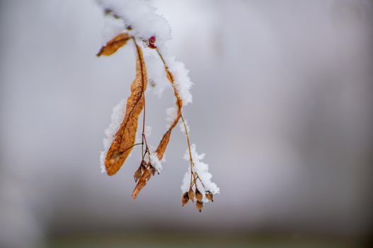 a branch with frozen brown autumn leaves in the forest