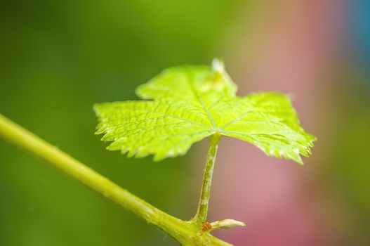 a branch with green wine leaves in the forest