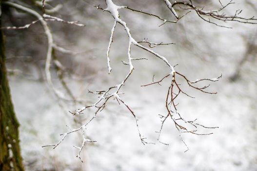 a branch covered with snow in winter forest