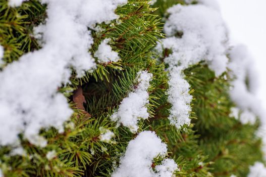 a branch covered with snow in winter forest