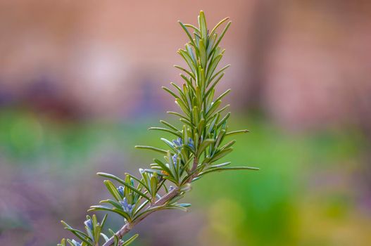 a branch with green rosemary leaves in the forest