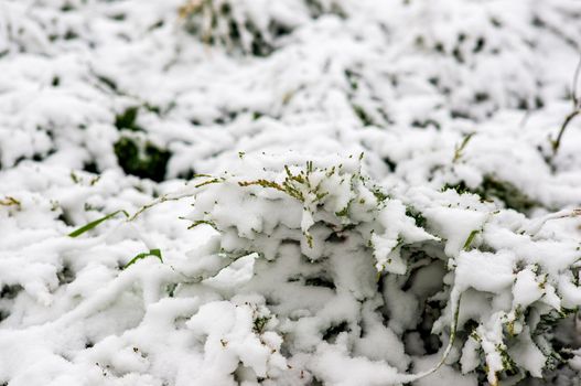 a branch covered with snow in winter forest