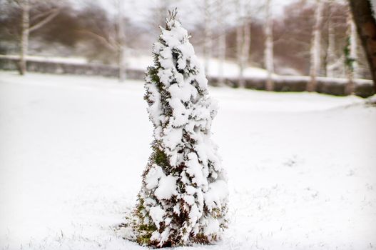 a branch covered with snow in winter forest
