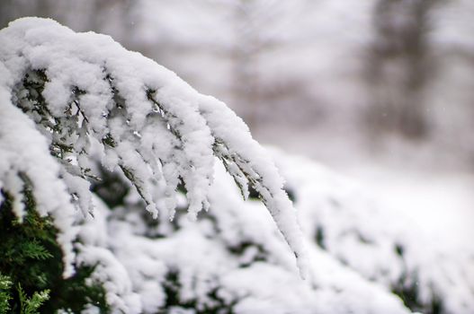 a branch covered with snow in winter forest