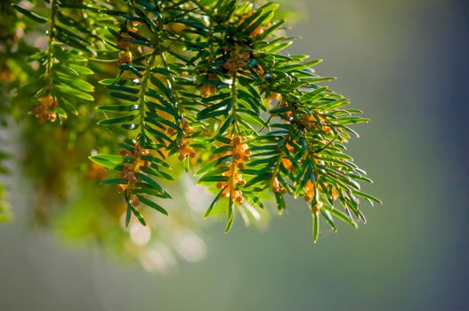 a green branch of a yew tree in the forest