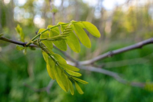 a branch with green leaves in the forest