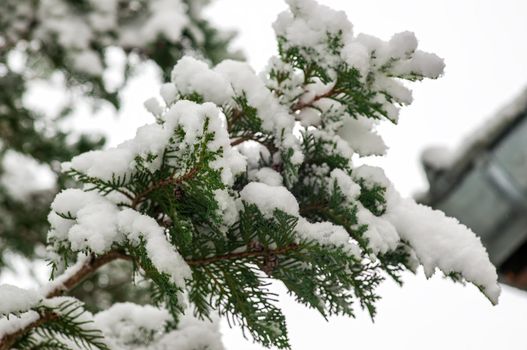 a branch covered with snow in winter forest