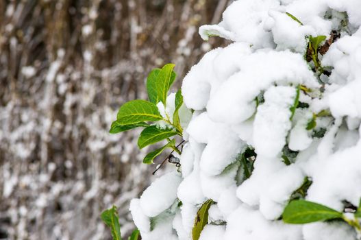a branch with green ivy leaves in the winter forest