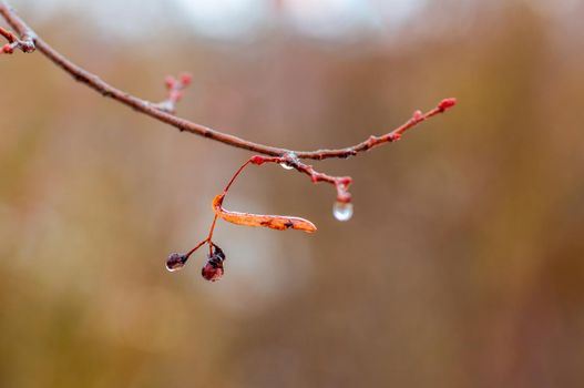 a branch with brown autumn leaves in the forest