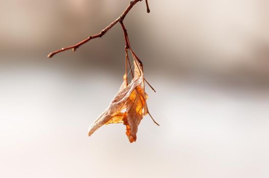 a branch with brown autumn leaves in the forest