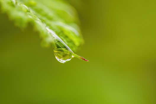 a branch with green leaves in the forest