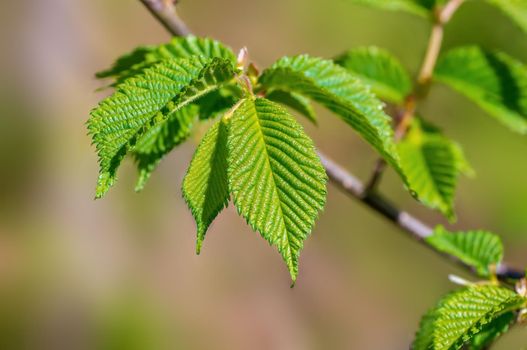 a branch with green beech leaves in the forest