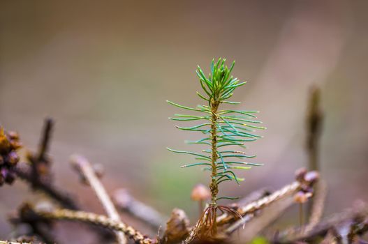 a branch with fresh sprout in the winter forest
