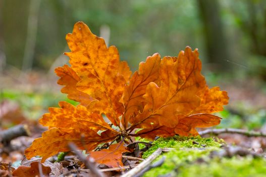 a branch with brown autumn leaves in the forest
