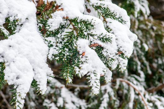 a branch covered with snow in winter forest
