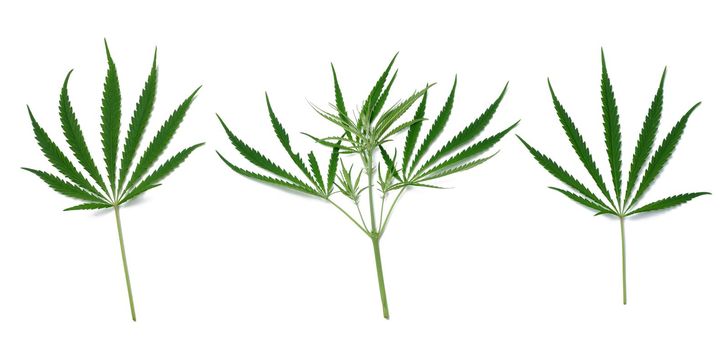 Green cannabis leaf on a white isolated background, top view. Set