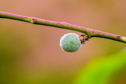 a branch with young peach