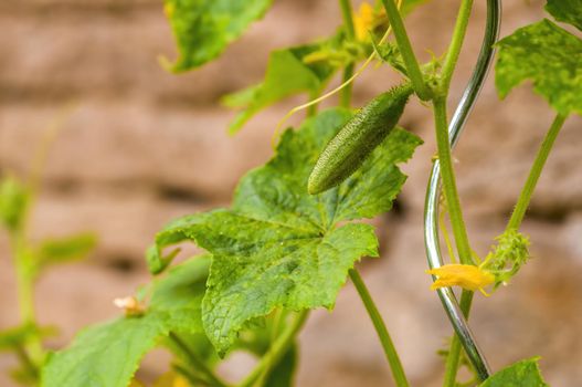 a branch with young cucumber