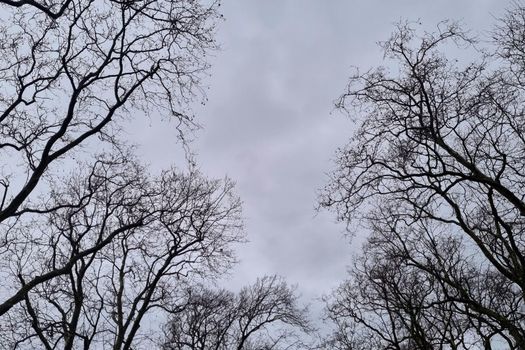Black and white photo. View of the treetops against the gray sky