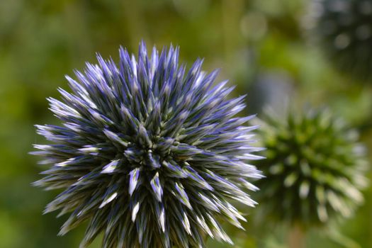 Wild plants and flowers on a green background in summer