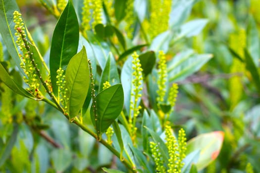 Young green bushes in the park in the summer. The background of nature