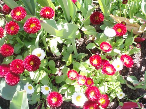 Beautiful flower bed with colorful flowers. Close-up shot from above.