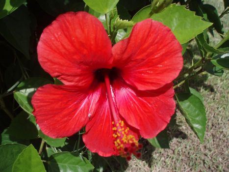 Hibiscus pink Chinese. Chinese Hibiscus, Chinese Rose,