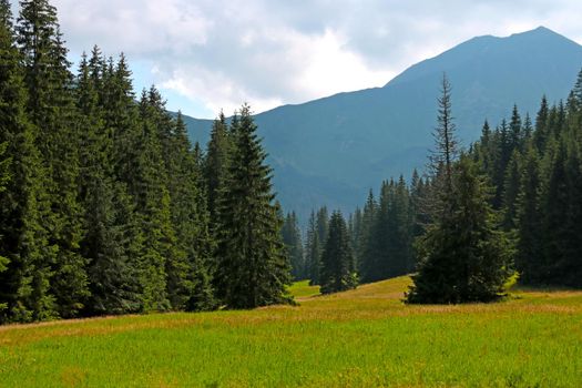 View of the green forest and meadow against the backdrop of high mountains