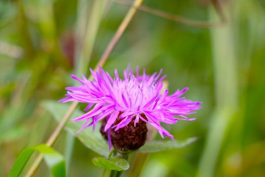 A purple flower of a flowering cornflower in a meadow in the spring