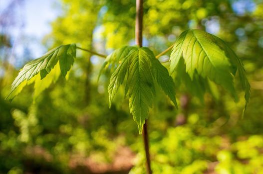 a branch with green leaves in the forest