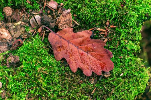 a branch with brown autumn leaves in the forest