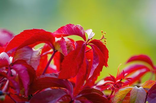 a branch with red autumn leaves in the forest