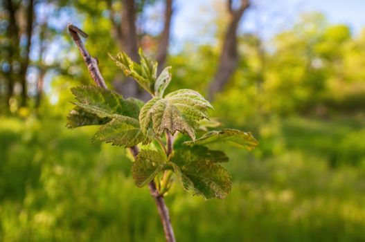 a branch with green leaves in the forest