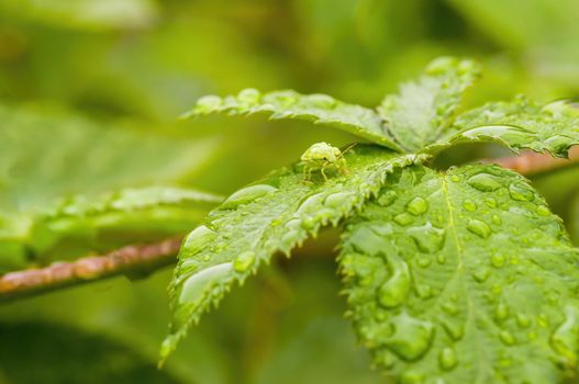 a branch with green leaves in the forest
