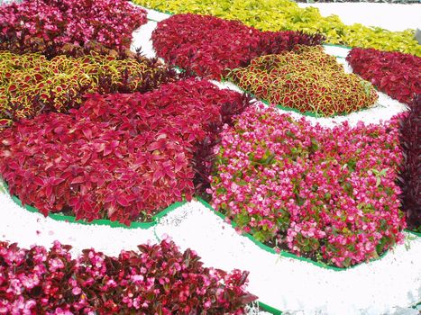 Beautiful flower bed with colorful flowers. Close-up shot from above.